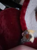 Super tamme valkparkiet met pap grootgebracht, Juli, Mannelijk