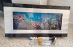 Wandaquarium, Dieren en Toebehoren, Ophalen