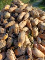 voederbieten, Enlèvement