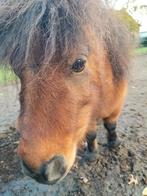 Super lieve kinderpony. Mini schetlander met stamboom 75 cm, Dieren en Toebehoren, Pony's, 11 jaar of ouder