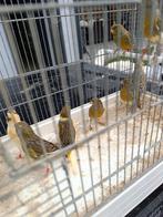 Kanaries, Dieren en Toebehoren, Vogels | Kanaries