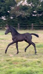 Menorquin merrie veulen, Dieren en Toebehoren, Paarden, Merrie, Gechipt, Niet van toepassing, 0 tot 2 jaar