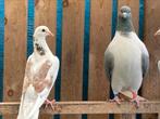 Pigeons Strasser, Animaux & Accessoires, Oiseaux | Pigeons, Sexe inconnu