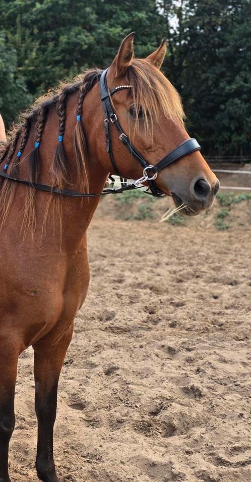 Super lieve grote D pony, Dieren en Toebehoren, Pony's, Merrie