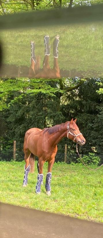  Recreatie paard beschikbaar voor biedingen