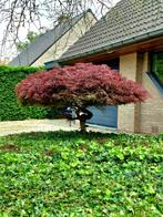 Japanse esdoorn,  acer palmatum, Tuin en Terras, Planten | Bomen, Overige soorten, Ophalen, 100 tot 250 cm