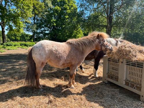 2 lieve miniatuurpaard ruintjes, Dieren en Toebehoren, Pony's