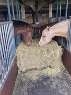 Paarden hooi, Dieren en Toebehoren, Paarden