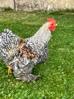 Gratis cochin kriel haantjes, Dieren en Toebehoren, Pluimvee, Mannelijk, Kip