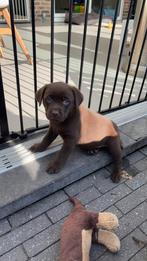 Labrador pup teefje, België, Particulier, 8 tot 15 weken, Teef