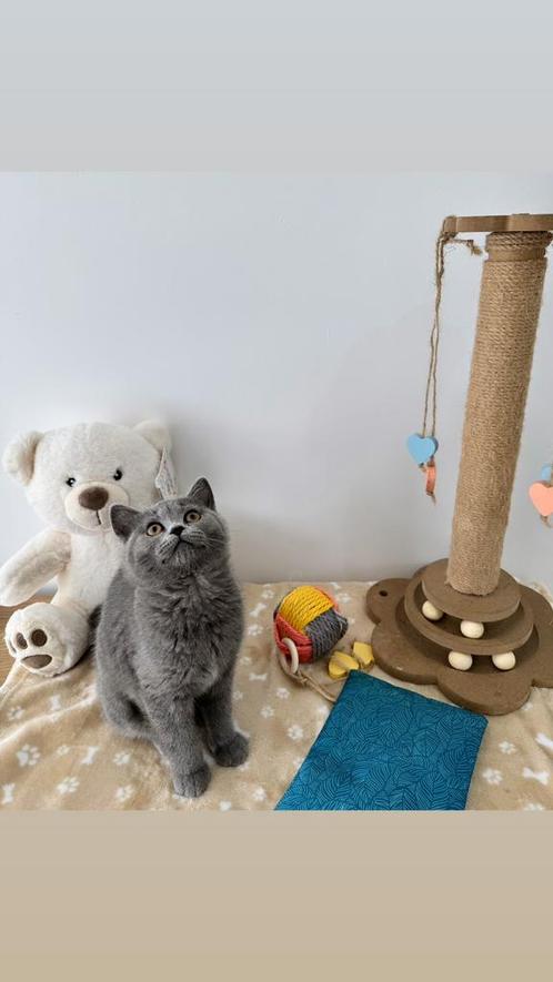 Britse Korthaar Kittens, Dieren en Toebehoren, Katten en Kittens | Raskatten | Korthaar, Poes, 0 tot 2 jaar, Gechipt, Ontwormd