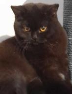 Herplaatser, Dieren en Toebehoren, Poes, Gechipt, 0 tot 2 jaar