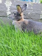 Wener Kleur - Blauwgrijs, Dieren en Toebehoren, Konijnen, Vrouwelijk, Groot, 0 tot 2 jaar