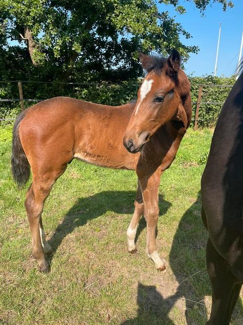 Dressuurveulen hengst.just wimphofxflemming xsandro hit, Dieren en Toebehoren, Paarden, Hengst, Niet van toepassing, 165 tot 170 cm