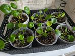 Gratis pannekoekenplantjes/ kamerplantjes, Groene kamerplant, Ophalen, Overige soorten