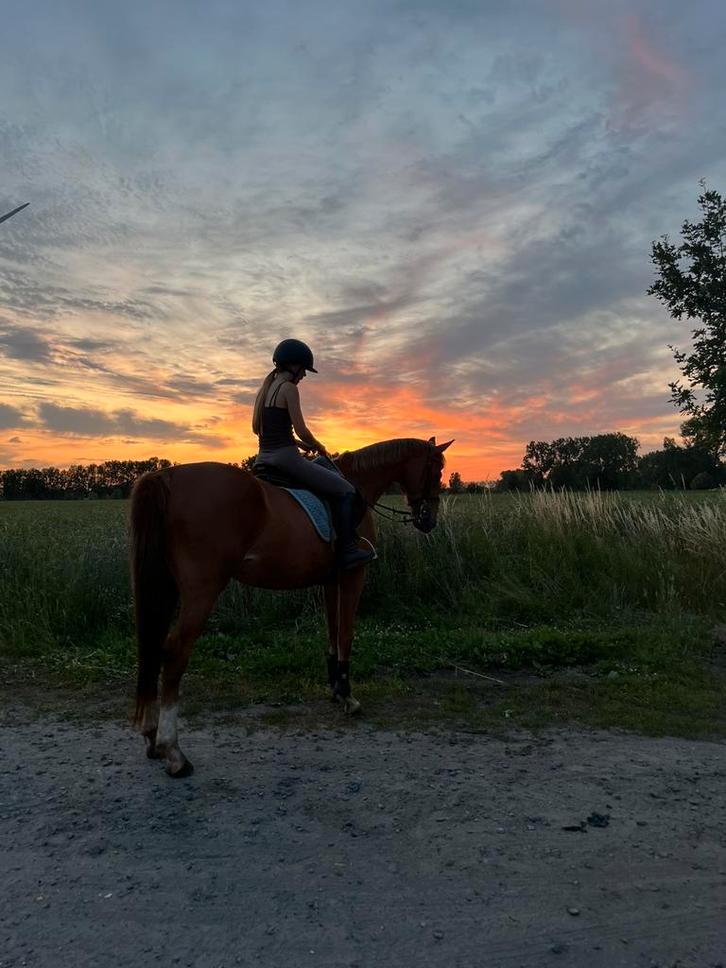 Verzorg pony gezocht!!, Dieren en Toebehoren, Paarden en Pony's | Verzorgingsproducten, Ophalen