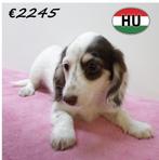 Langharige Dwerg Teckel pups - Te koop, Dieren en Toebehoren, 15 weken tot 1 jaar, Handelaar, Buitenland, CDV (hondenziekte)