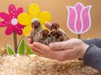 Barnevelder kuikens bruin gezoomd hennen, gesekst en ingeënt, Dieren en Toebehoren, Pluimvee, Vrouwelijk, Kip
