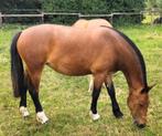 2,5 jarige Freiberger/ Franches Montagne merrie., Dieren en Toebehoren, Paarden, Merrie, Minder dan 160 cm, Z, Gechipt