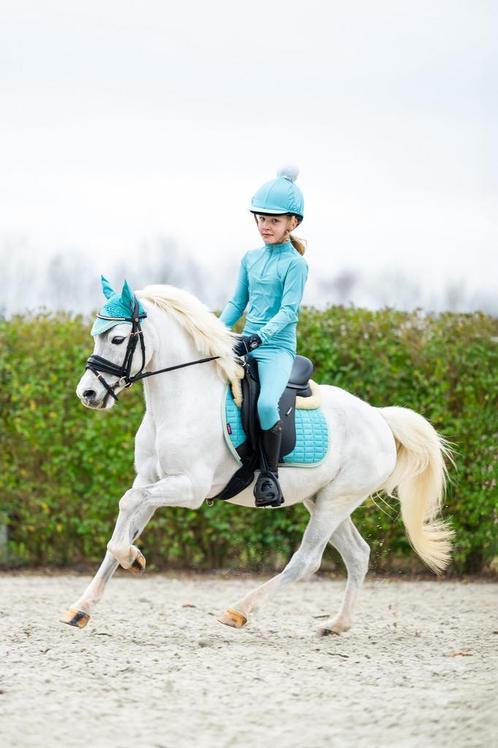 Geweldige Welsh sportpony, Dieren en Toebehoren, Pony's, Ruin, ZZ, B pony (1.17m tot 1.27m), Tuigpony, 11 jaar of ouder, Met stamboom