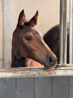 Merrie veulen, Dieren en Toebehoren, Merrie, Springpaard, 0 tot 2 jaar, Gechipt