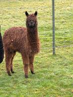 Alpaca merrie, Dieren en Toebehoren, Overige Dieren