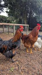 Jonge leghorn hanen, Dieren en Toebehoren, Mannelijk, Kip