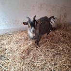 Blauwschimmel tan bok, Dieren en Toebehoren, Mannelijk, Geit, 0 tot 2 jaar