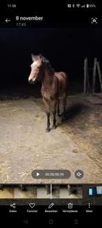 E pony 1,m50 Kruising haflinger x freiberger 21/8/24 merrie, Dieren en Toebehoren, Pony's, Merrie