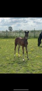 Knap bwp merrie veulen, Dieren en Toebehoren, Paarden, Merrie, Springpaard, Gechipt, Niet van toepassing