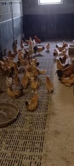 Jonge Kukkerhennen/Engelse kippen, Dieren en Toebehoren