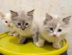 Ragdoll chatons à vendre, Animaux & Accessoires, Chats & Chatons | Chats de race | Poil long, Vermifugé, Plusieurs animaux, 0 à 2 ans