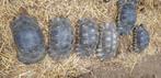 Tortues grecques, Tortue, 11 ans ou plus