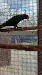 Edel papegaai, Dieren en Toebehoren, Mannelijk, Papegaai, Geringd