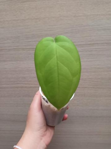 Syngonium chiapense  beschikbaar voor biedingen