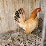 Poule naine serama, Dieren en Toebehoren