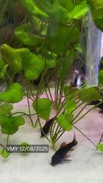 Osteogaster Schultzei sp Black Corydoras, Dieren en Toebehoren, Vissen | Aquariumvissen, Schoolvis