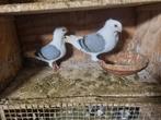 30€ kopel, Animaux & Accessoires, Oiseaux | Pigeons