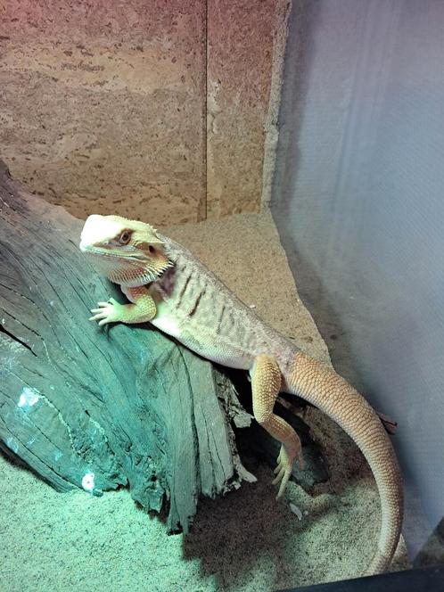 Baardagaam met terrarium, Dieren en Toebehoren, Reptielen en Amfibieën, Amfibie, Met terrarium, Tam