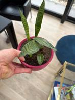 Sanseviera stekjes, Huis en Inrichting, Ophalen