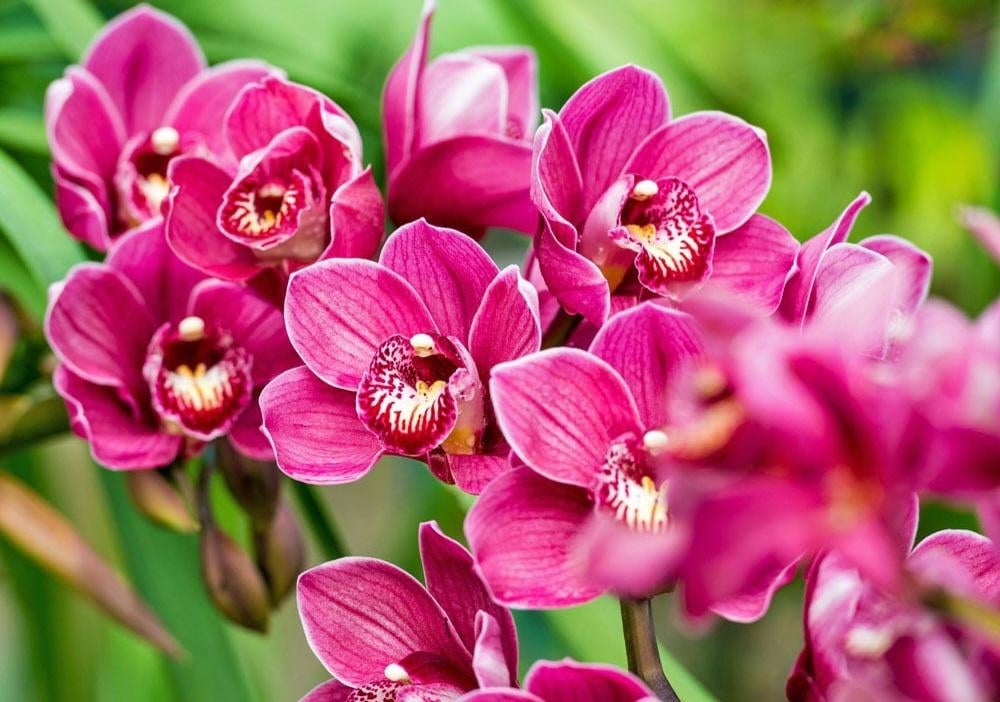 Cymbidium, Huis en Inrichting, Ophalen