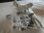 grote oude schelp,, Verzamelen, Mineralen en Fossielen, Ophalen of Verzenden, Schelp(en)
