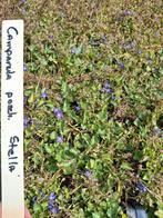 Campanula porscharskyana Stella, Ophalen