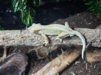couple gecko à crête lillywhite adulte