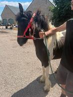 Tinker, Dieren en Toebehoren, Pony's, 0 tot 2 jaar, C pony (1.27m tot 1.37m), Onbeleerd, Merrie