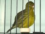 FIFE FANCY, Dieren en Toebehoren, Meerdere dieren, Tropenvogel, Geringd