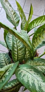 Mooie plant, Ophalen