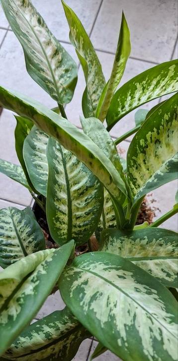 Mooie plant beschikbaar voor biedingen