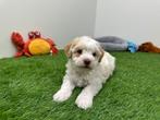 Nestje Havanezer pups, België, Overige rassen, CDV (hondenziekte), 8 tot 15 weken