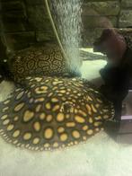 potamotrygon male 30cm disc, Dieren en Toebehoren, Vissen | Aquariumvissen, Vis, Zoetwatervis
